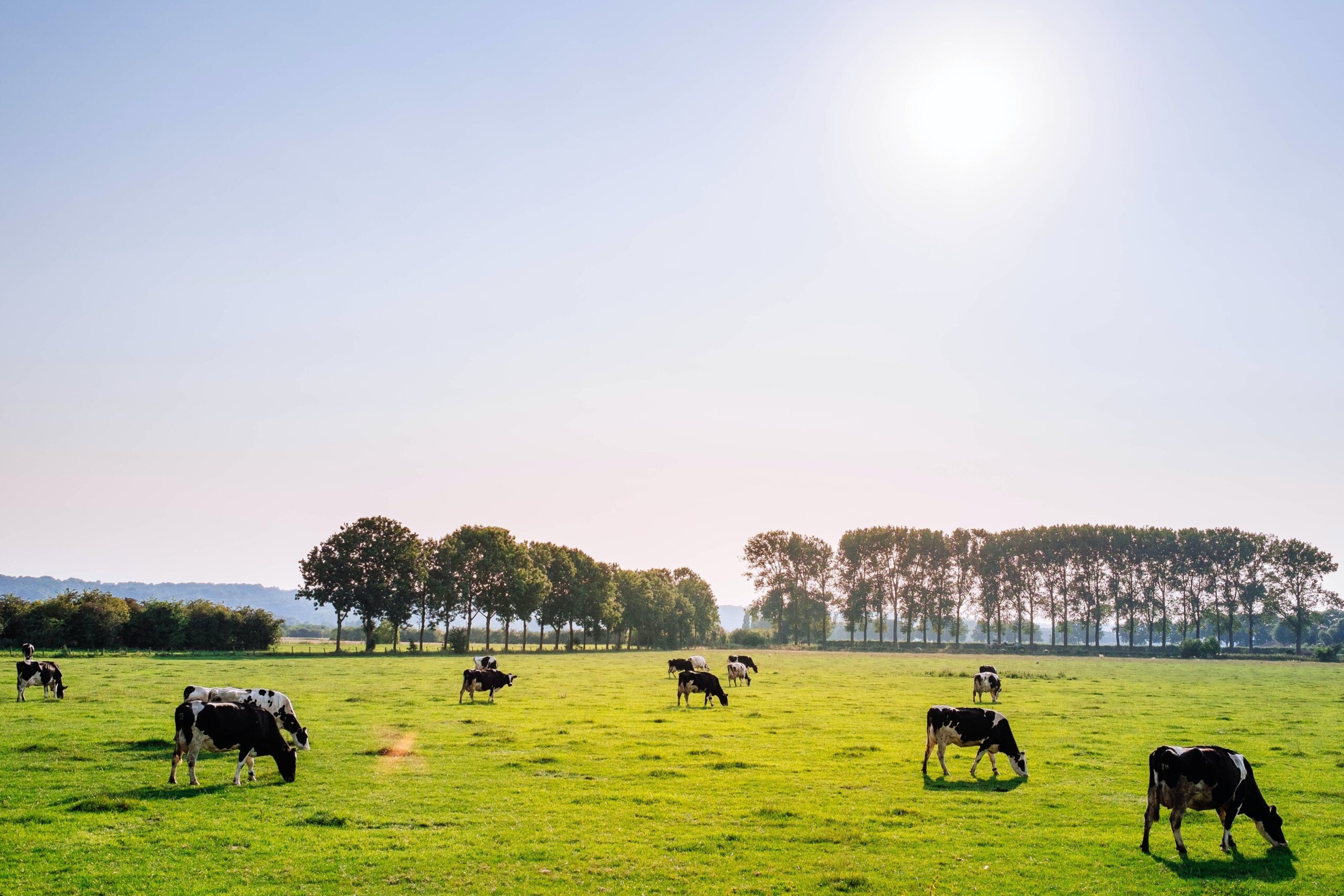Brasil amplia exportação de carne bovina para o Vietnã