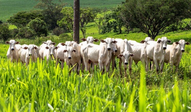 Prazo para produtores de Mato Grosso informarem ao Indea estoque de rebanho termina no dia 4 de junho