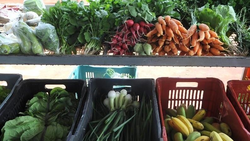 Nova lei pretende estimular a produção de alimentos nas cidades