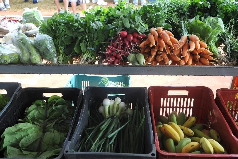 Nova lei pretende estimular a produção de alimentos nas cidades – Jornal Advogado – Em Mato Grosso