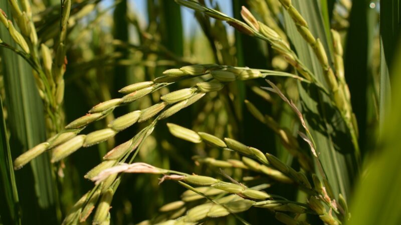 Exportações de arroz da Tailândia devem cair 25% em 2025, diz associação