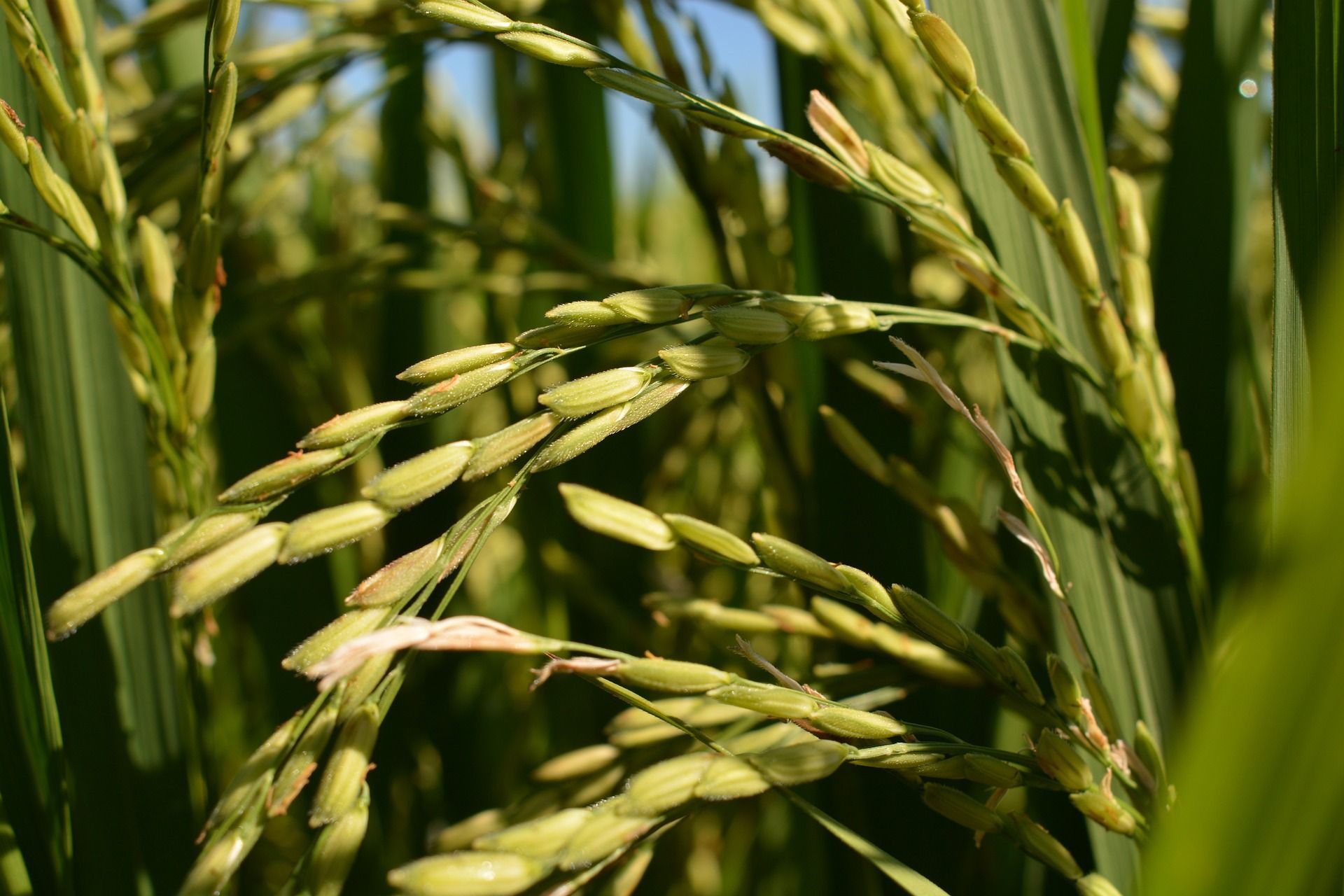 Exportações de arroz da Tailândia devem cair 25% em 2025, diz associação