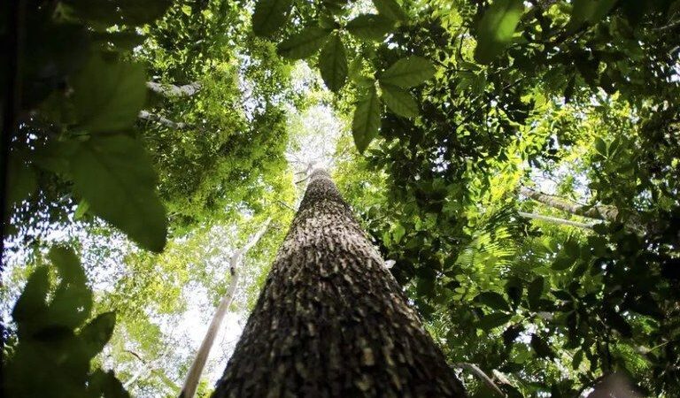 Molhos com ingredientes naturais dos biomas brasileiros impulsionam negócios sustentáveis