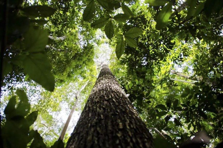 Molhos com ingredientes naturais dos biomas brasileiros impulsionam negócios sustentáveis