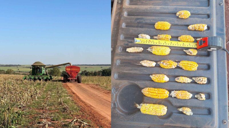Produção de milho segunda safra 2023/24 deve ficar 19% abaixo da previsão inicial em Mato Grosso do Sul