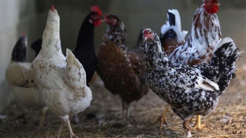Produtores brasileiros de carnes de frango e porco projetam recordes em 2024