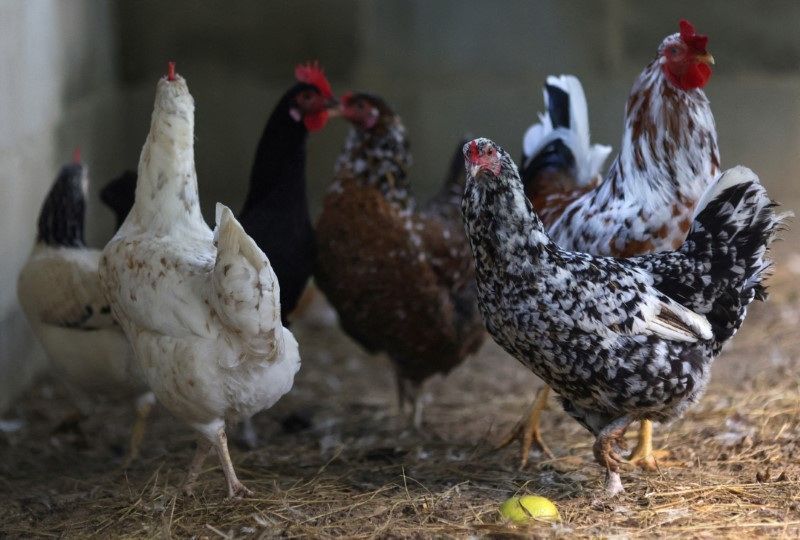 Produtores brasileiros de carnes de frango e porco projetam recordes em 2024