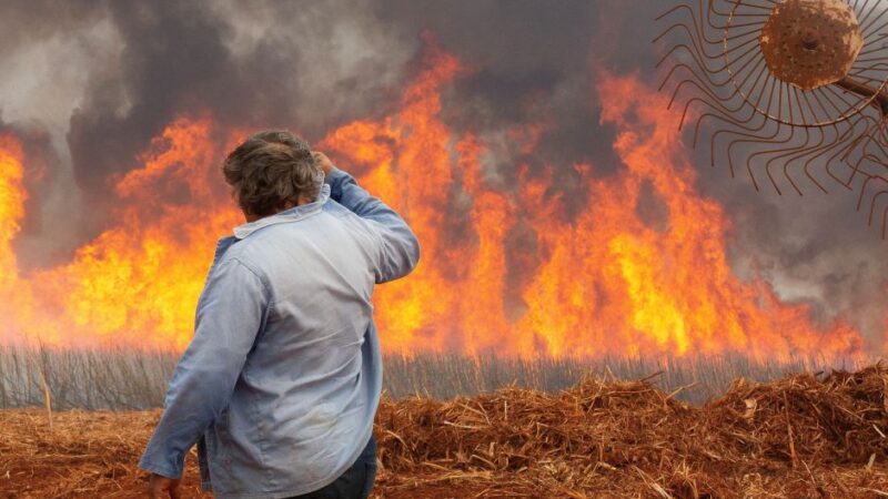 São Martino e Raízen informam estimativas de impacto dos incêndios na produção de cana