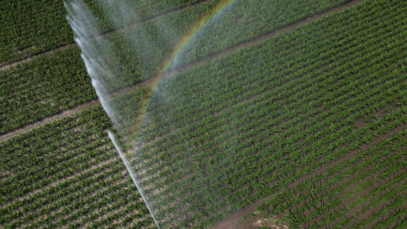 EUA elevam previsão de safra de milho e surpreende mercado