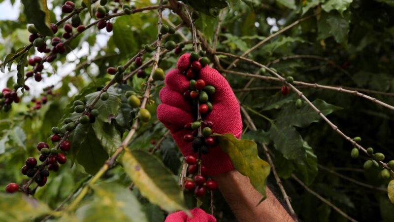 Preço do café dispara com produção global ameaçada por condições climáticas