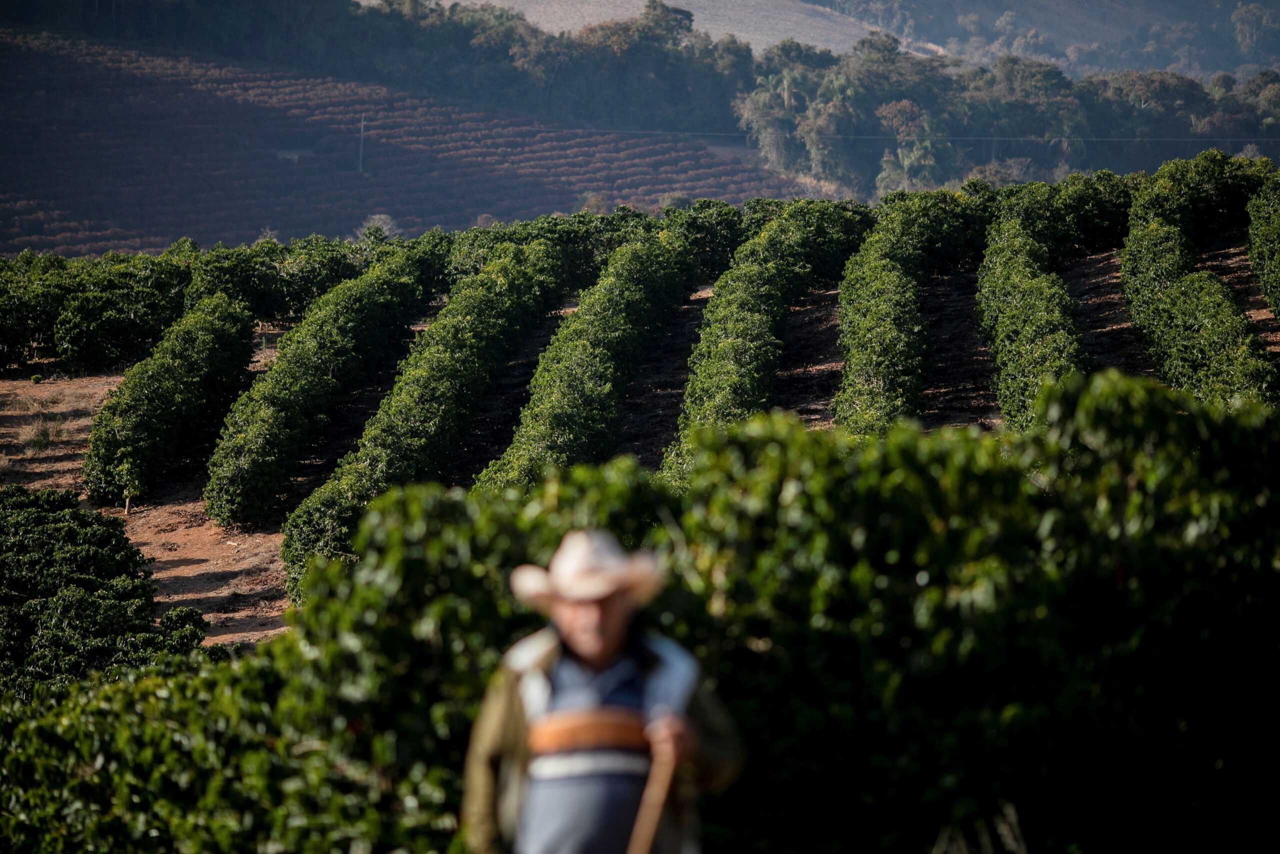 Preço do café arábica atinge maior valor em 30 anos, diz Cepea