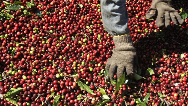 Café arábica atinge novo pico de 47 anos com preocupações com safra no Brasil