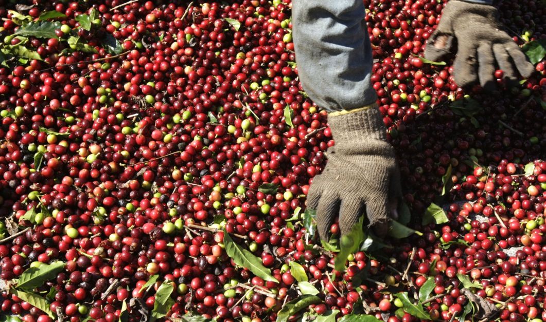 Safra de café 2025/26 do Brasil deve cair 5%, estima Safras