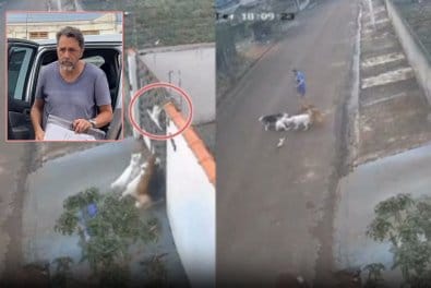 Delegado diz que professor poderia evitar que cães atacassem gato – Jornal Advogado – Em Mato Grosso