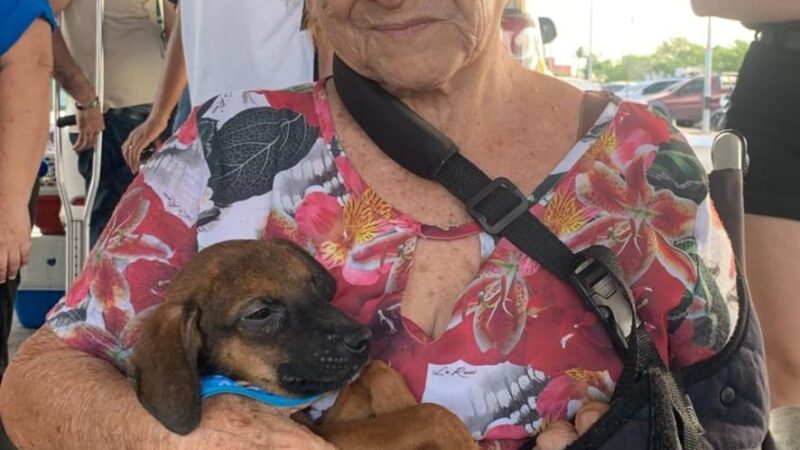 Feira no Parque Tia Nair tem grande adesão e 90% dos animais são adotados