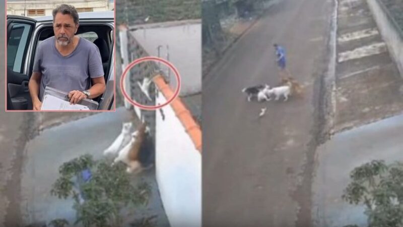 Professor alega que gato já estava morto e não impediu ataque por problemas neurológicos