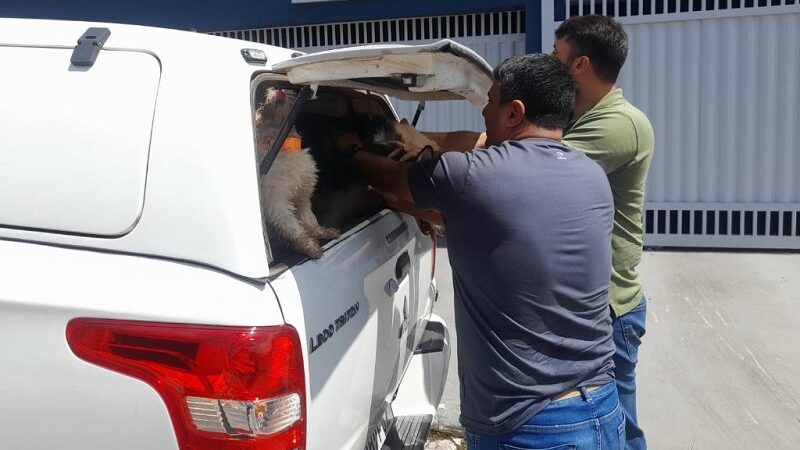 Supostos furtos de cães que foram resgatados por uma ONG são esclarecidos pela PJC