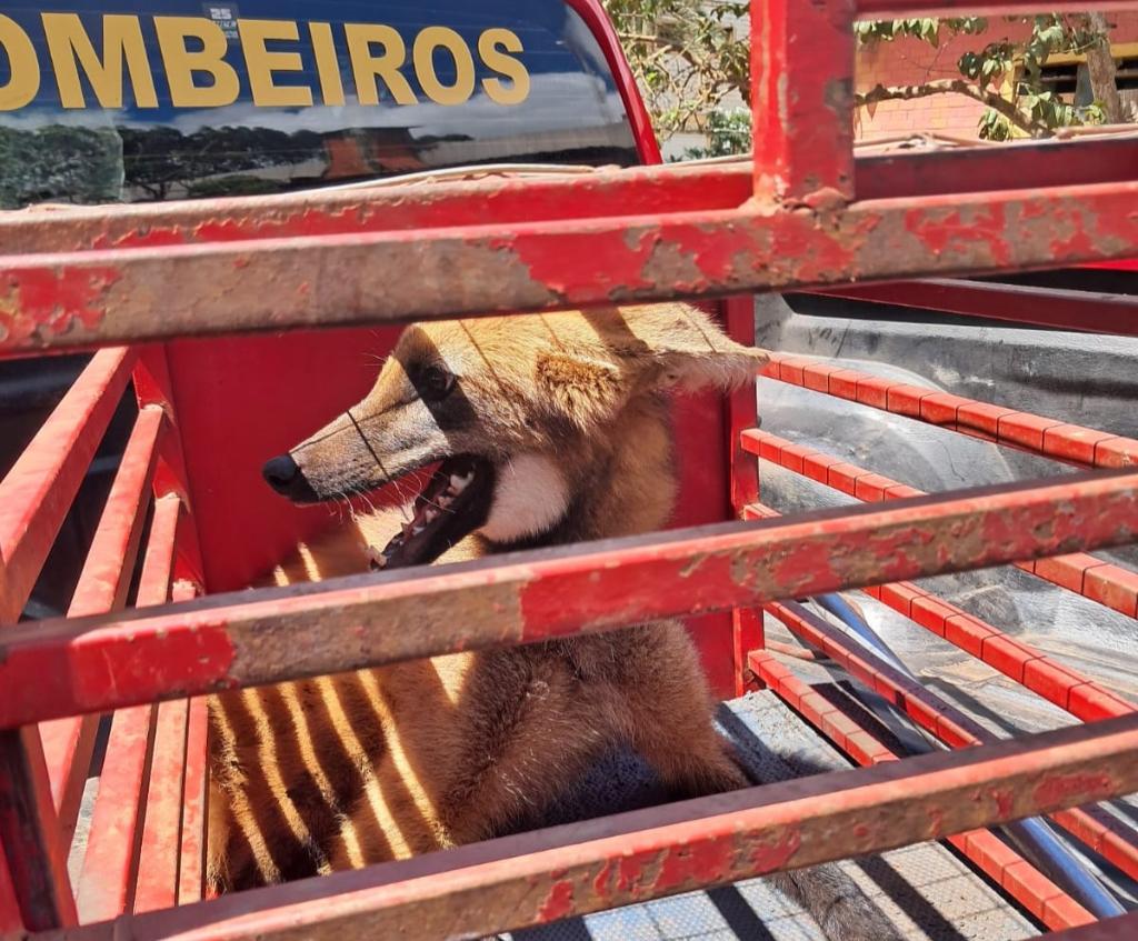 Corpo de Bombeiros resgata lobo-guará que ficou preso em restaurante em Jaciara