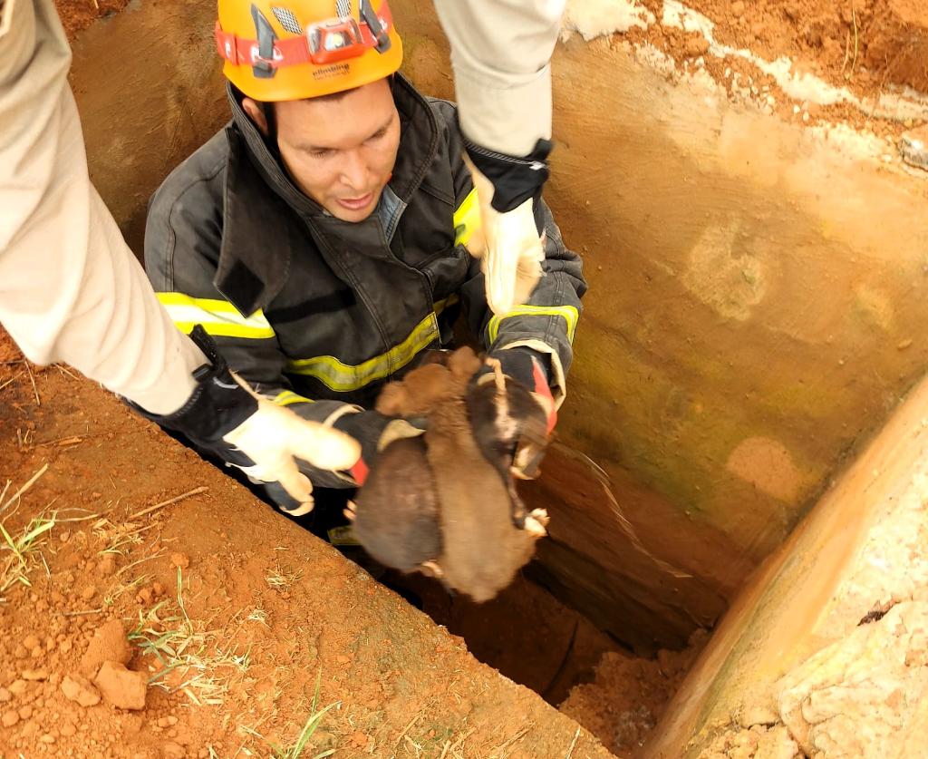 Filhotes de cão abandonados em bueiro são resgatados pelos bombeiros