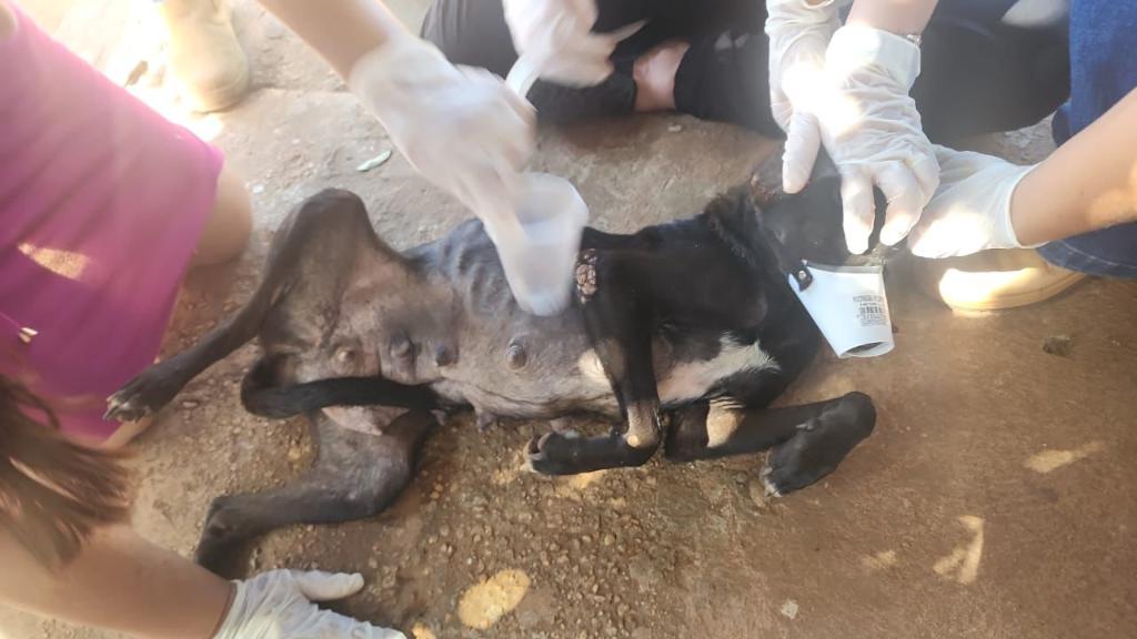 Polícia Civil resgata cães em situação de maus-tratos em Juscimeira