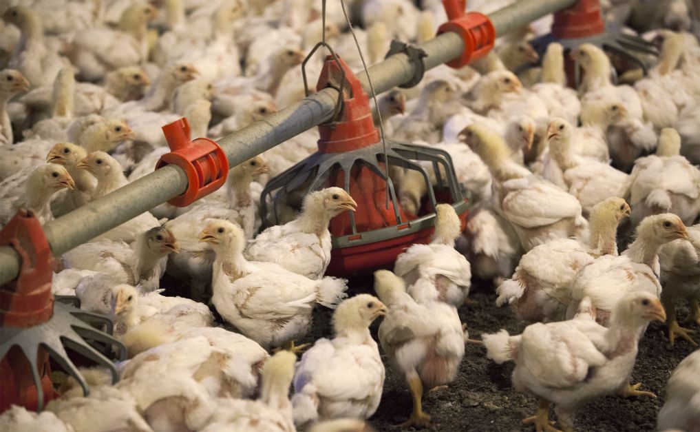 Gripe aviária: México também suspende compra de frango do Brasil