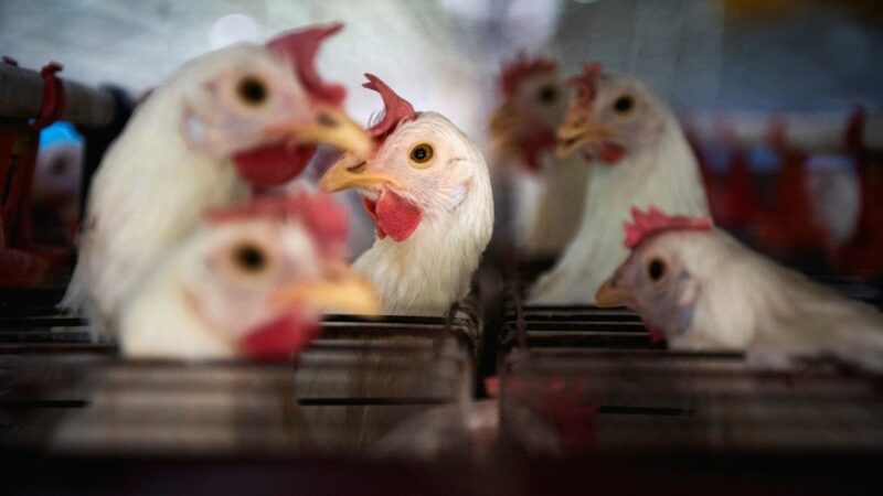 Gripe aviária: Malásia suspende importação de produtos avícolas do Brasil