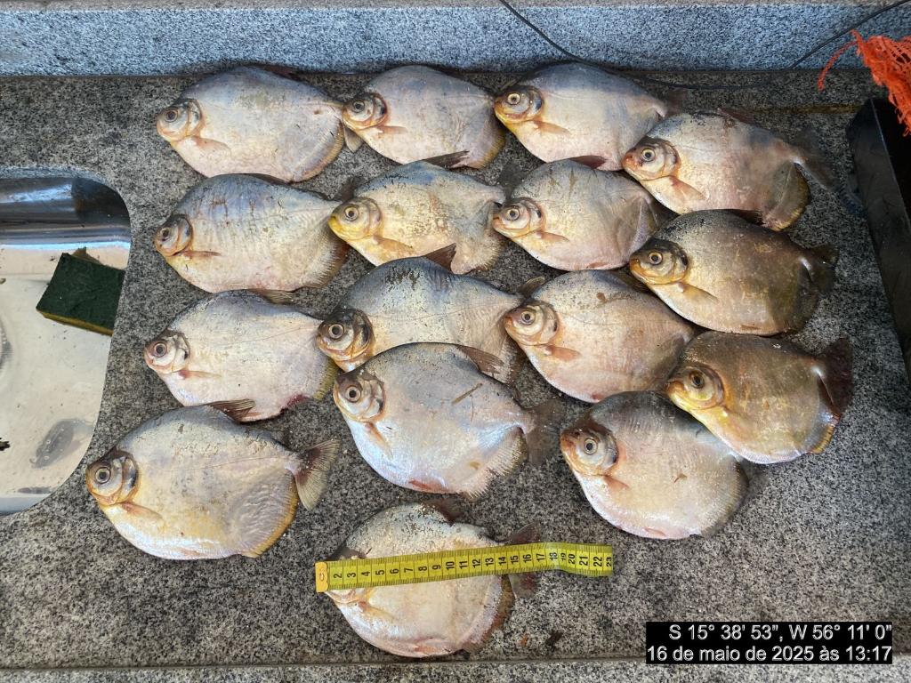 Batalhão Ambiental apreende 20 quilos de pescado irregular e aplica multa de R$ 12 mil