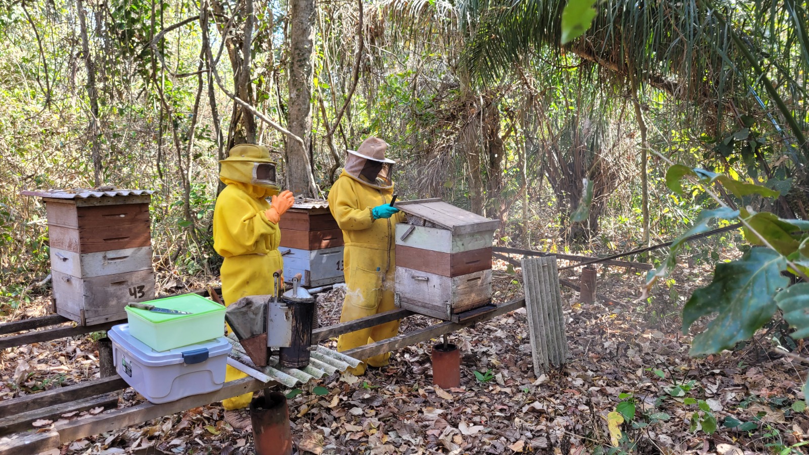 Apicultura em Mato Grosso ganha força na agricultura familiar com apoio do Governo do Estado