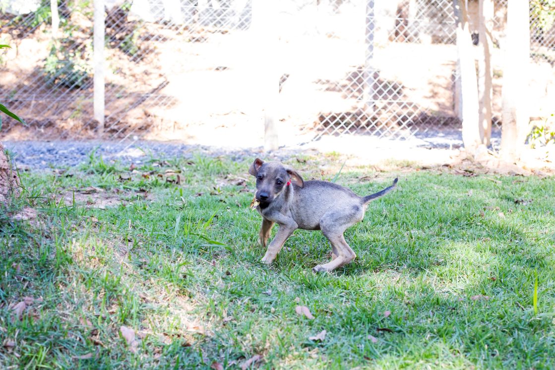 Adestrador inicia trabalho no canil da Bem-Estar Animal