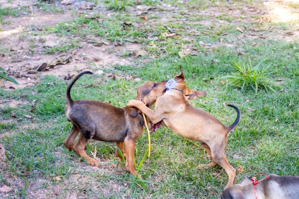 Mutirão de castração atenderá mais de 40 animais neste sábado