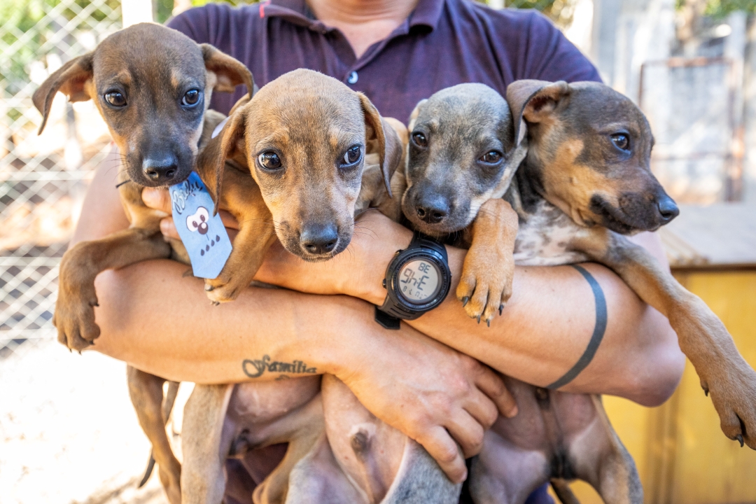 Bem-Estar Animal cria projeto “Campanha 20Ver” para incentivar adoção
