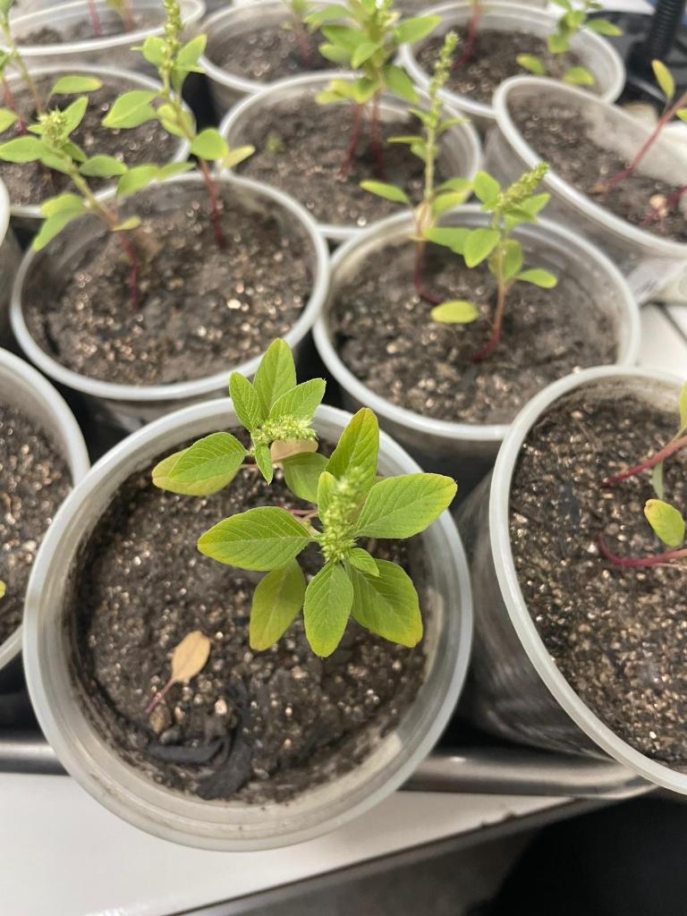 Pesquisadores estudam uso de plantas como alternativa aos herbicidas sintéticos tradicionais nas lavouras em MT