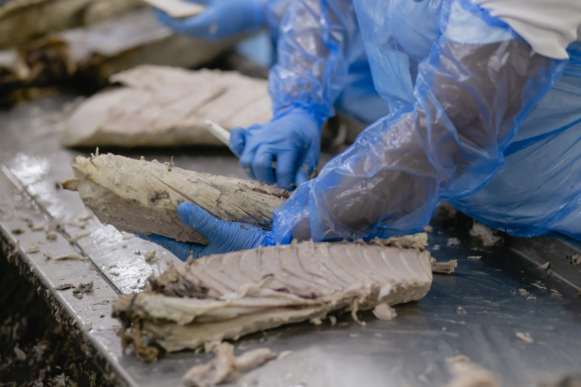 Abipesca pede crédito emergencial para reduzir impacto do tarifaço