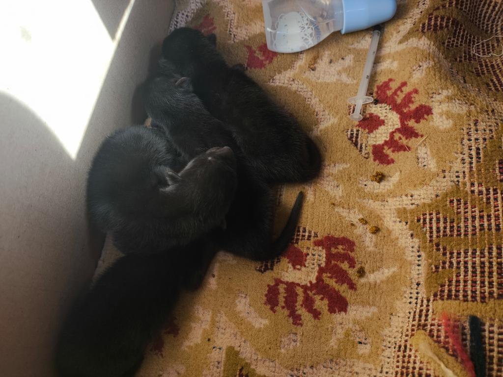 Sema garante tratamento veterinário a filhotes de lobete resgatados em Campo Novo do Parecis