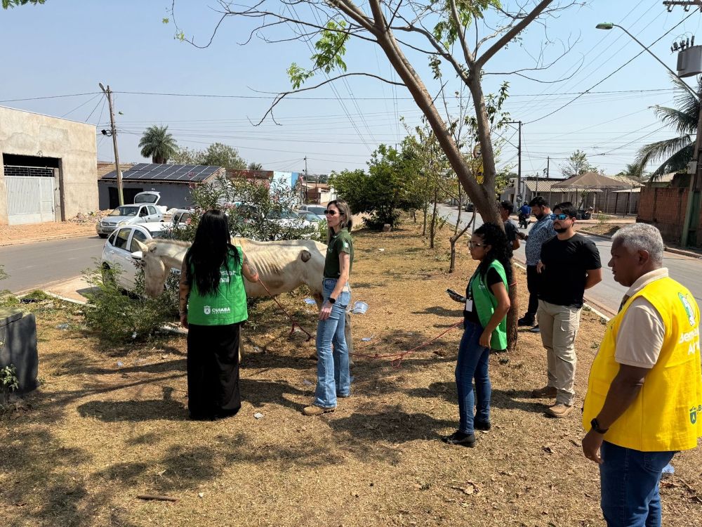 Ação conjunta resgata cavalo vítima de abandono e maus-tratos em Cuiabá