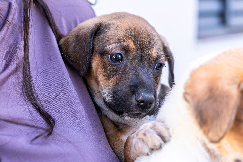 Prefeitura de Cuiabá convida população para vacinar cães e gatos neste sábado