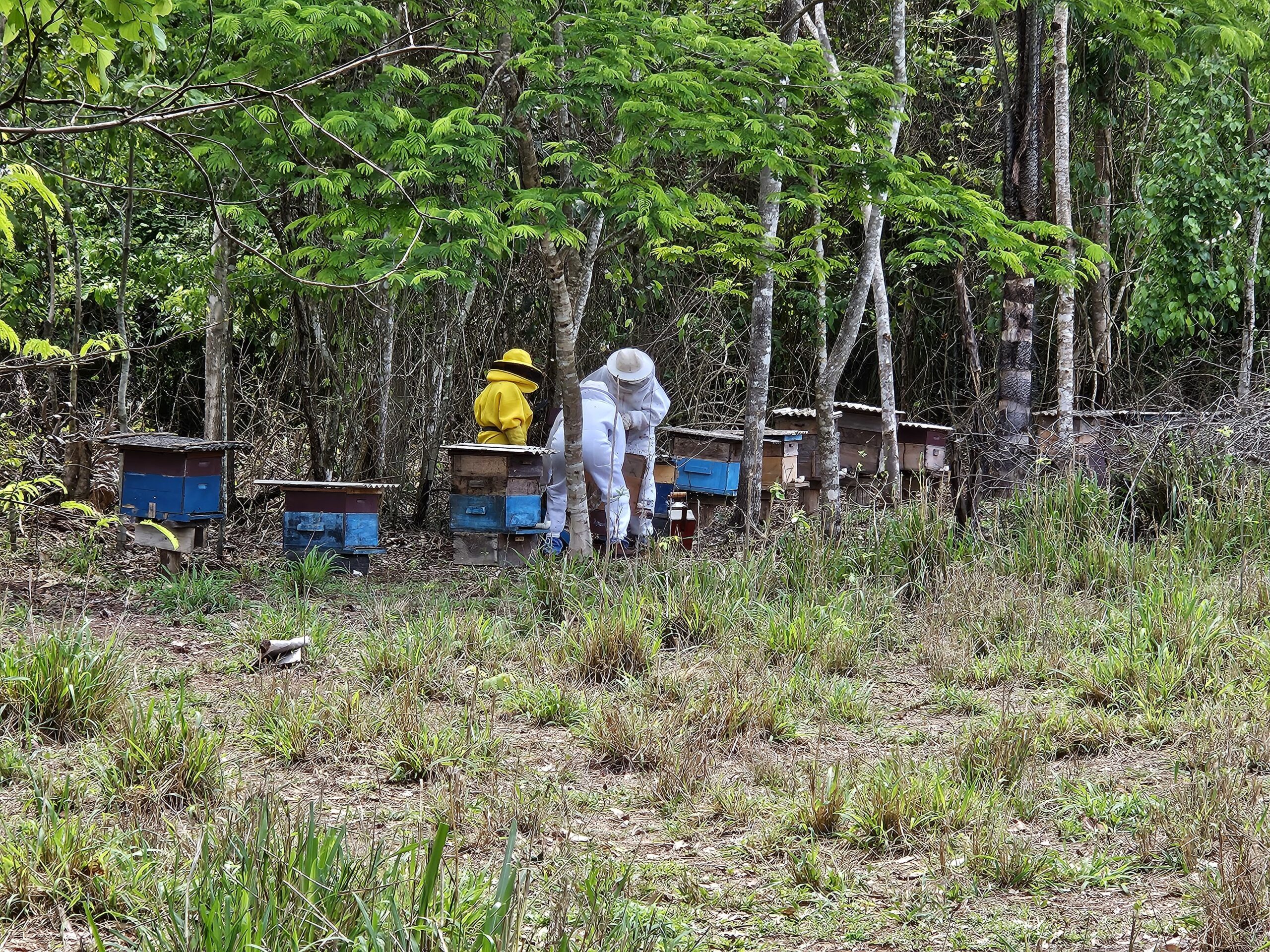 Seaf apoia a produção de mel e Alta Floresta promove integração entre apicultores e meliponicultores da Amazônia Mato-grossense