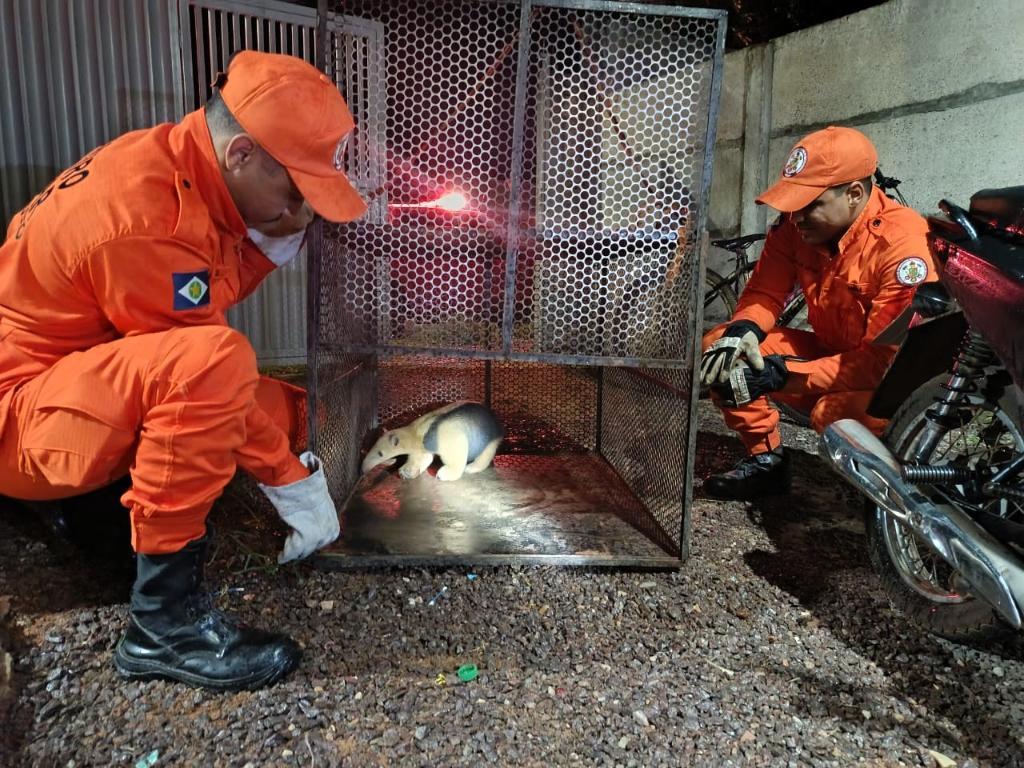 Corpo de Bombeiros resgata tamanduá-mirim que estava em quintal de residência