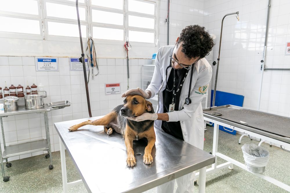 Bem-Estar Animal avança em capacidade de atendimento e reestruturação