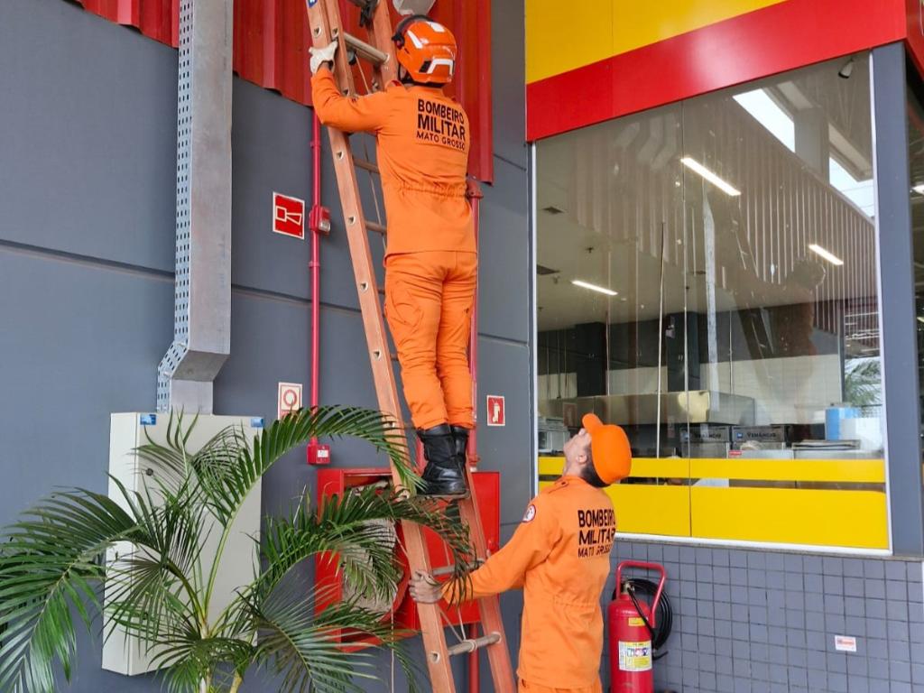 Bombeiros resgatam jupará que estava em estrutura de supermercado em Confresa