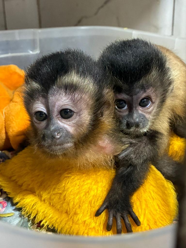 Sema reintegra filhote órfão de macaco-prego à vida livre em área de soltura