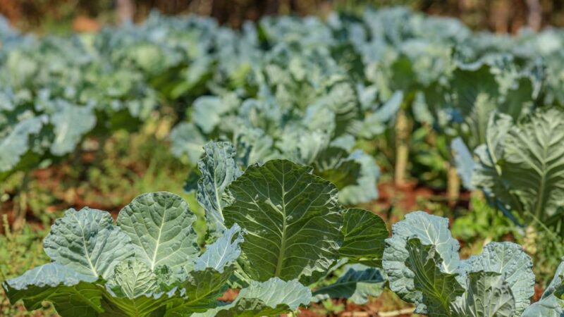 Seduc lança edital para implantação e manutenção de hortas escolares em 300 unidades da Rede Estadual