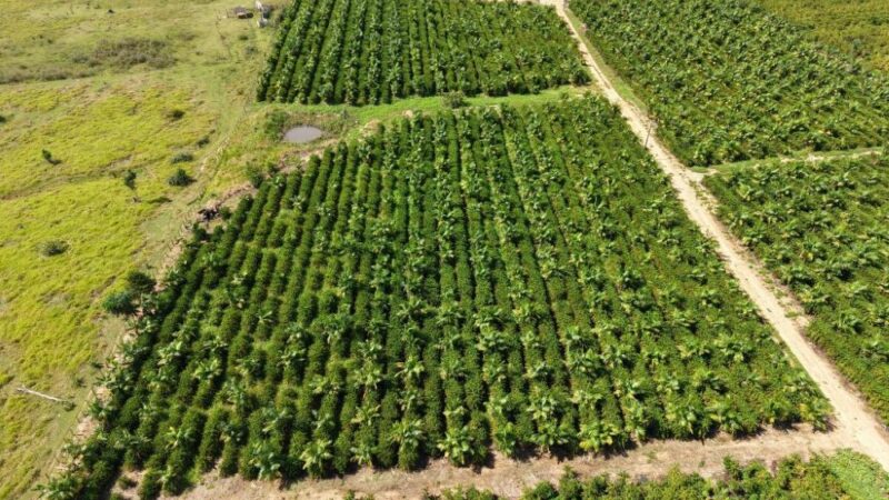 Expedição Rota do Café leva pesquisa e orientação técnica a produtores da capital do café em MT