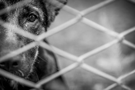 Projeto quer aumentar pena por maus-tratos a cães e gatos