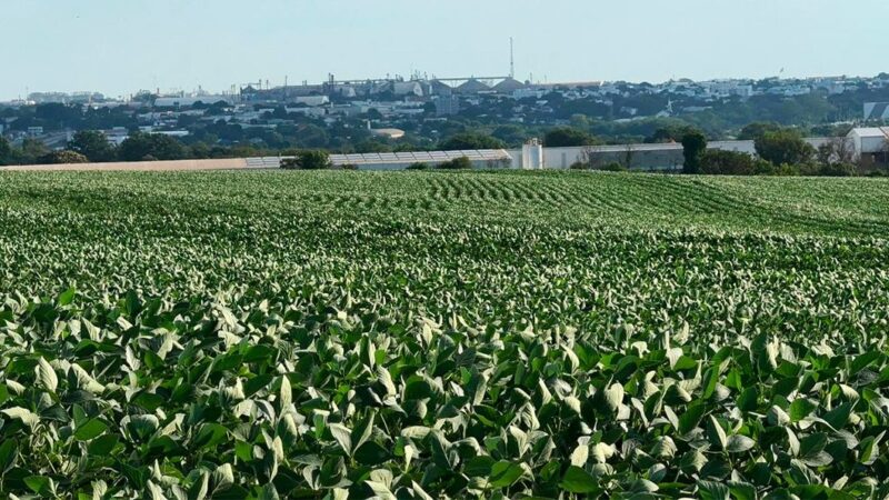 Plantio de soja em Mato Grosso começa devagar e depende das chuvas, aponta Imea