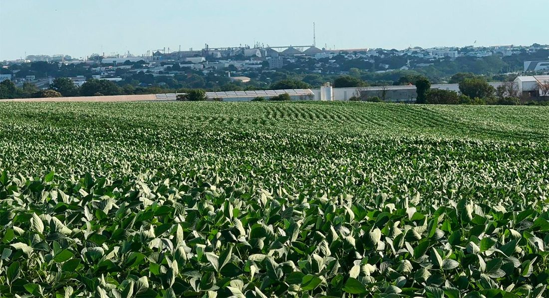 Plantio de soja em Mato Grosso começa devagar e depende das chuvas, aponta Imea
