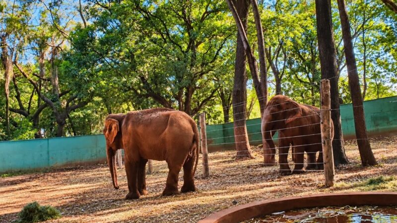 Petição com 66 mil assinaturas quer levar elefanta Maison para santuário na Chapada dos Guimarães